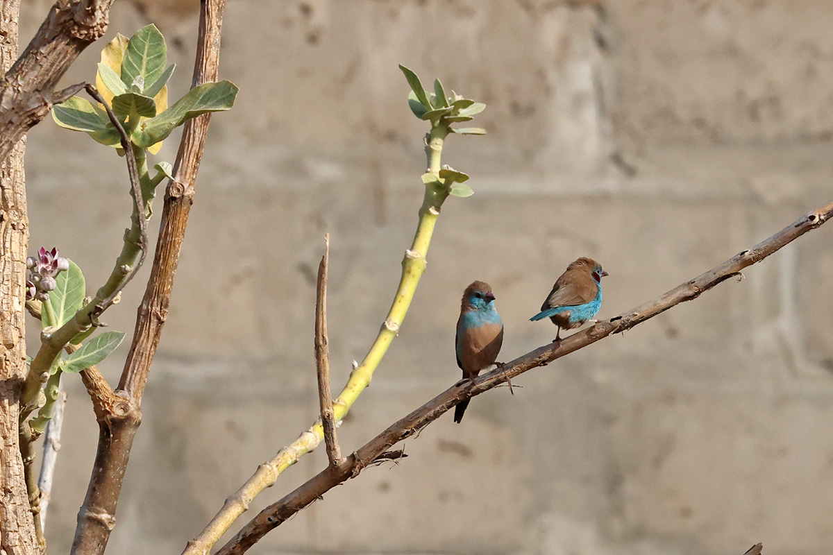 Blue-cheeked Cordon-blue